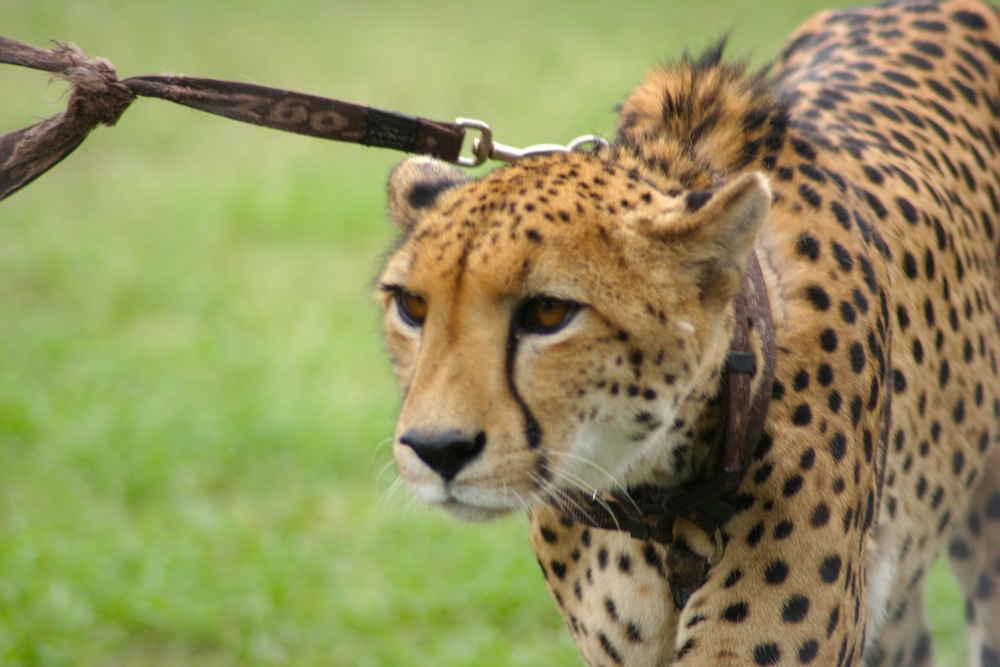 UAE Bans Ownership Of Wild Dangerous Animals The Filipino Times