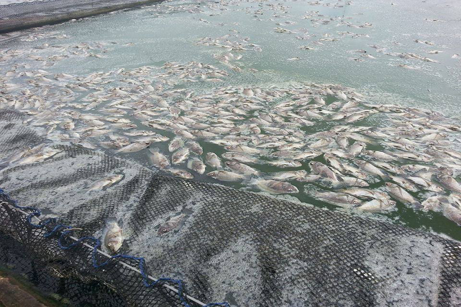 5 tons of tilapia die in South Cotabato fish kill The Filipino Times