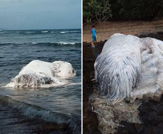 Mysterious white creature found in Philippines The Filipino Times