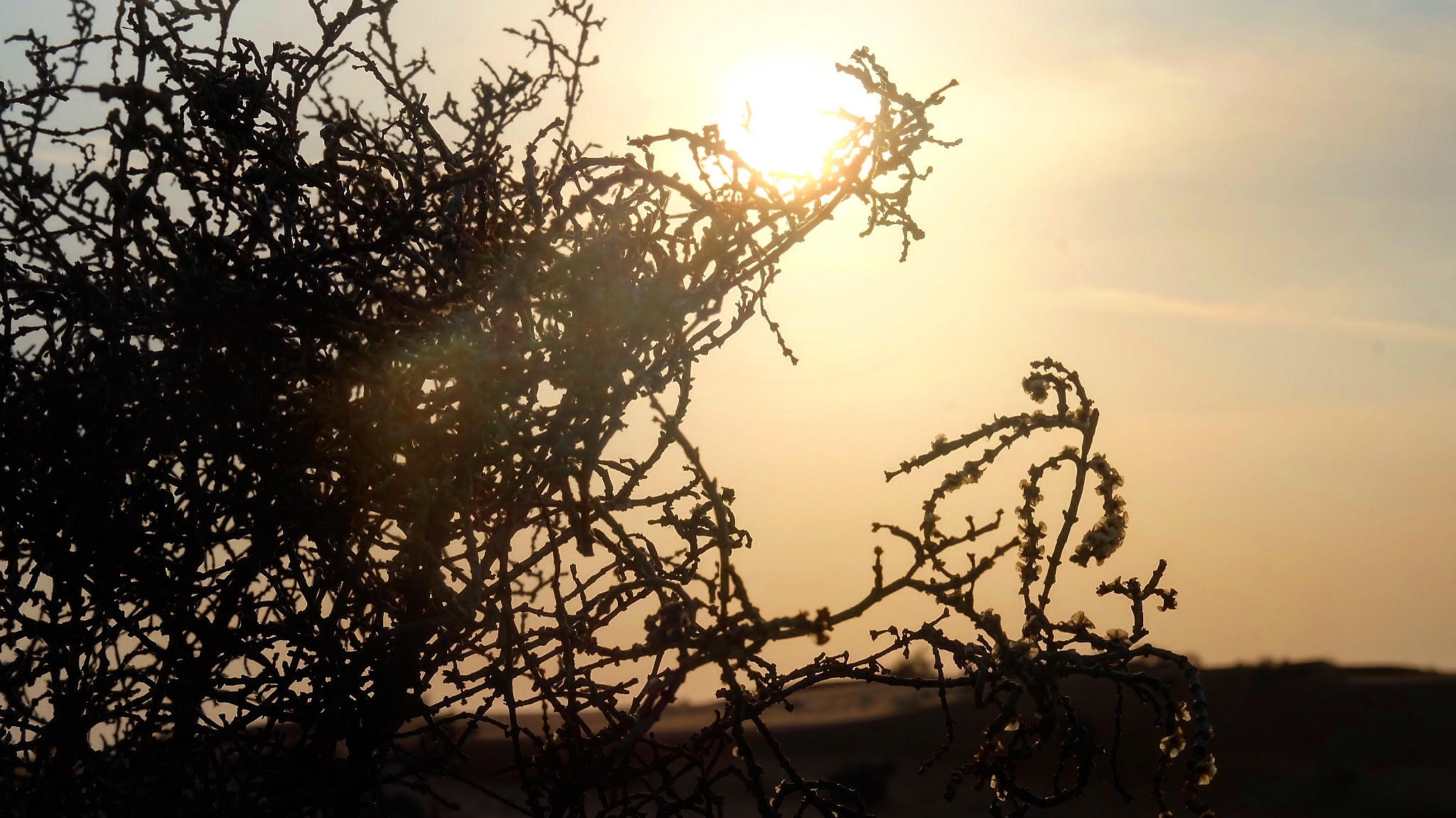 CURLS OF THE SUN by Danika Jade Palumar Ortaliz