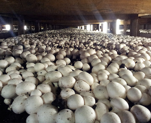 Canada in need of 700 mushroom pickers | The Filipino Times