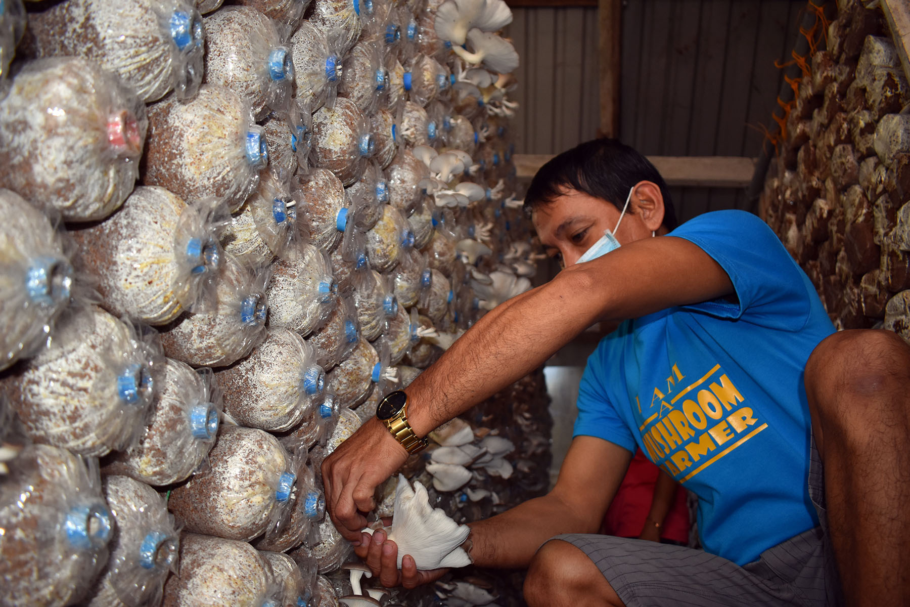 mushroom farming business plan philippines