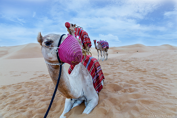 GREETINGS FROM THE SAHARA by Rejan Enmel