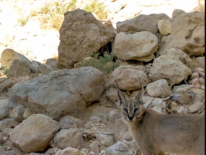 LOOK: Rare animal spotted in Abu Dhabi for the first time in 35 years