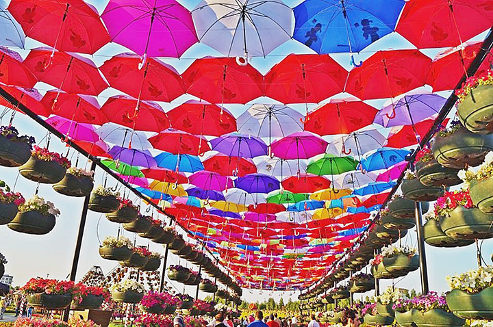 UMBRELLA SHADES by Anika Cleo Sugay