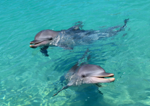 Screen Shot 2019 05 31 at 2.40.37 PM