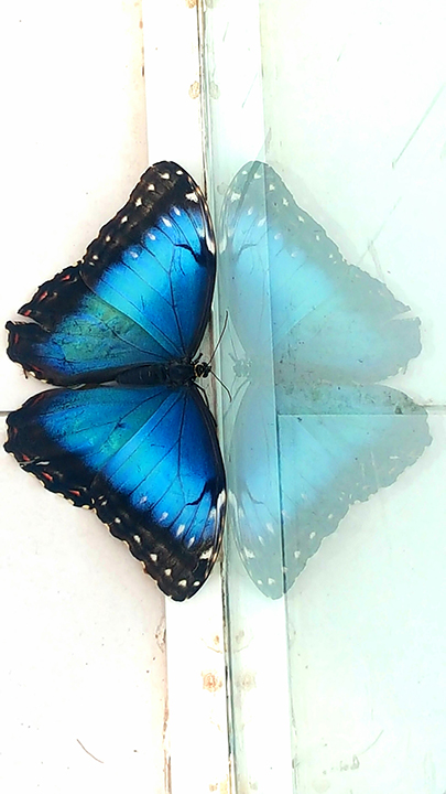 TRANSPARENT by Renerose Sergio