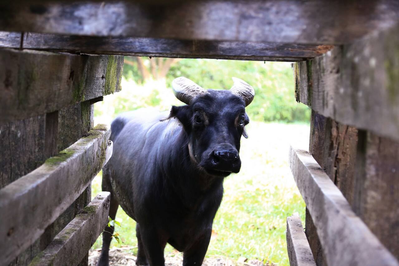 rare-tamaraw-seen-in-mindoro-after-27-years-the-filipino-times