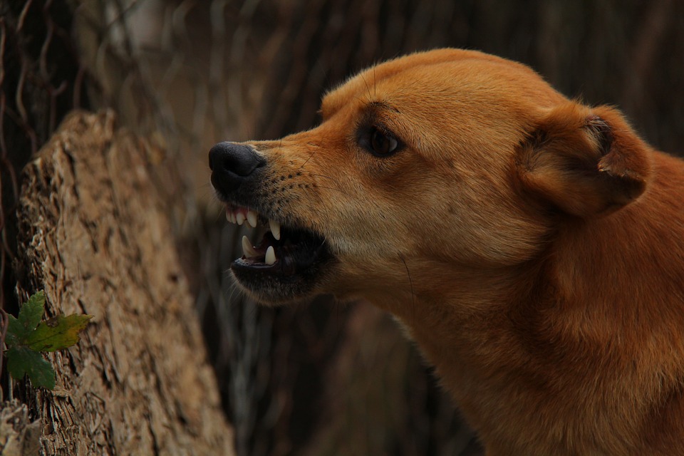 Viral 'distemper' disease proves fatal for dogs in Dubai - The Filipino  Times