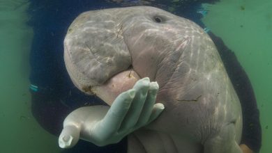 baby dugong 1
