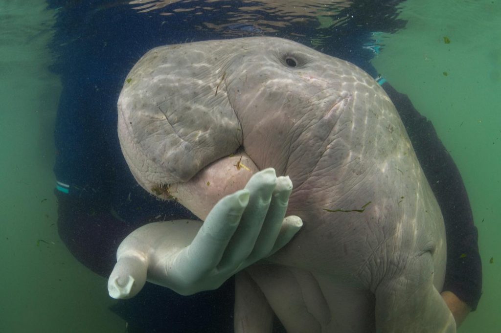 Baby dugong is Thailand's new conservation darling | The ...