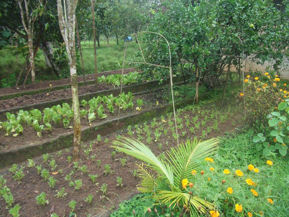 Urban Rural Gardening Thru Bio Farming
