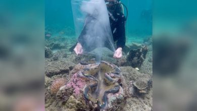 giant clam tridacna gigas 1