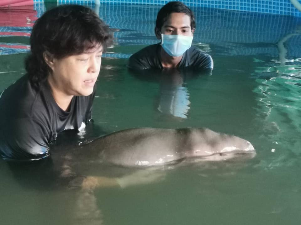 Baby Dugong Mariam dies after pieces of plastic clogs her digestive