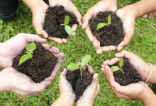 national tree plantin 1