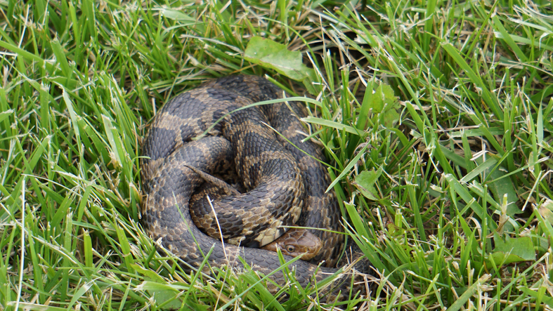 Snake causes stampede in Kuwait City park | The Filipino Times