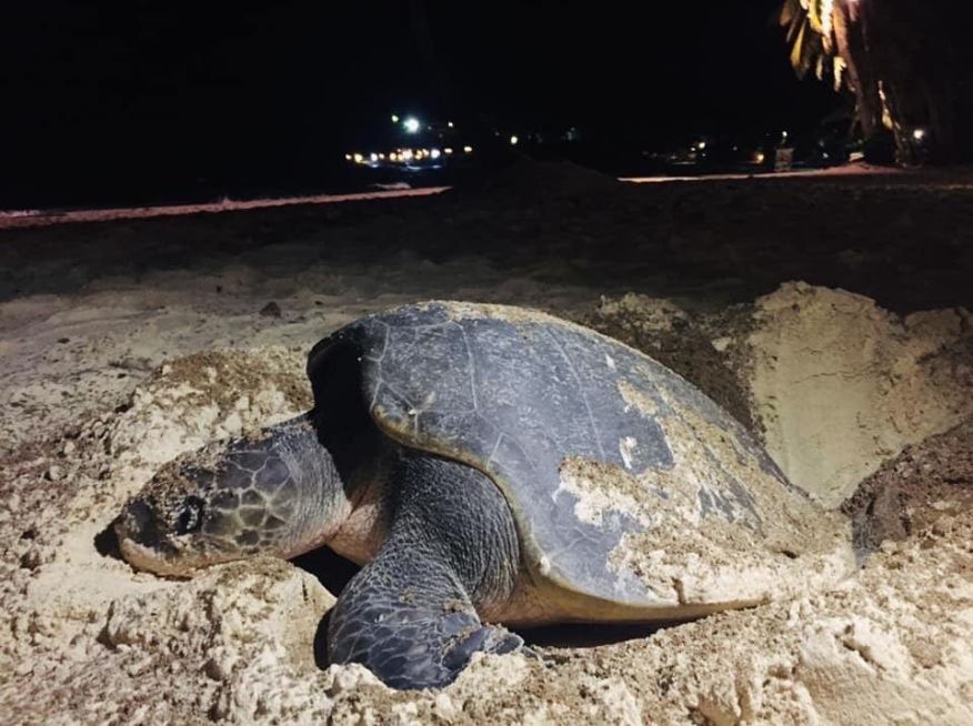 Sea turtle lays eggs in Boracay | The Filipino Times