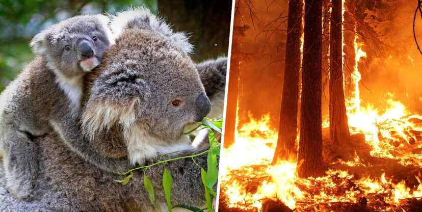 Hundreds of koalas feared dead in Australia’s bush fire | The Filipino ...