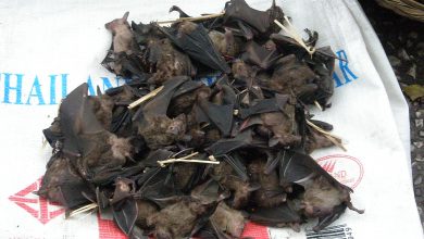 bats china