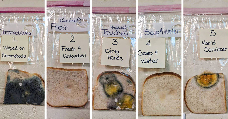 science experiment about bread