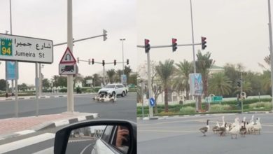 geese dubai road