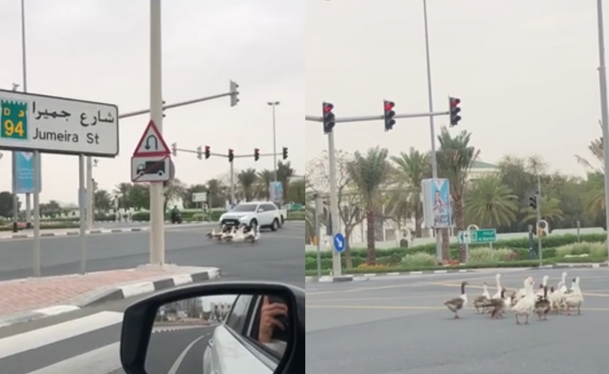 WATCH: Geese stroll Dubai roads during 24-hour sterilization drive ...