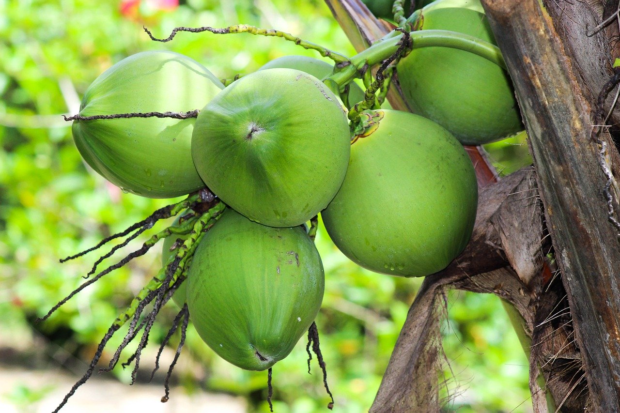 alcoco-philippines-to-produce-ethyl-alcohol-made-from-coconut-tree