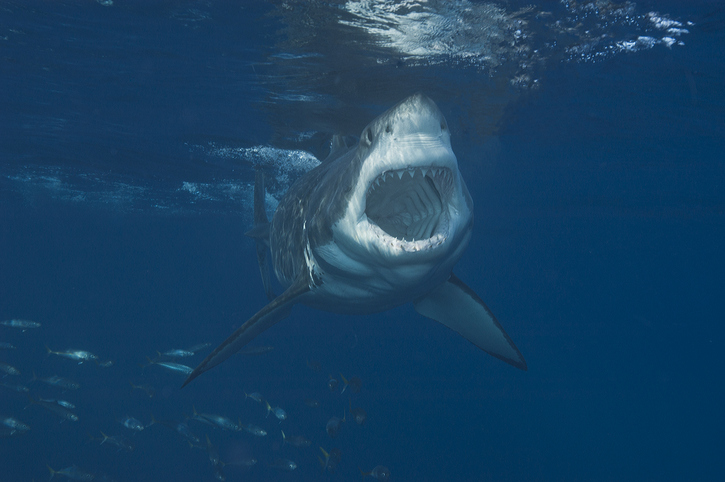 Husband punches shark to save wife - The Filipino Times