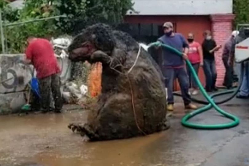 ‘Giant rat’ found on the sewers, terrifies neighbors - The Filipino Times