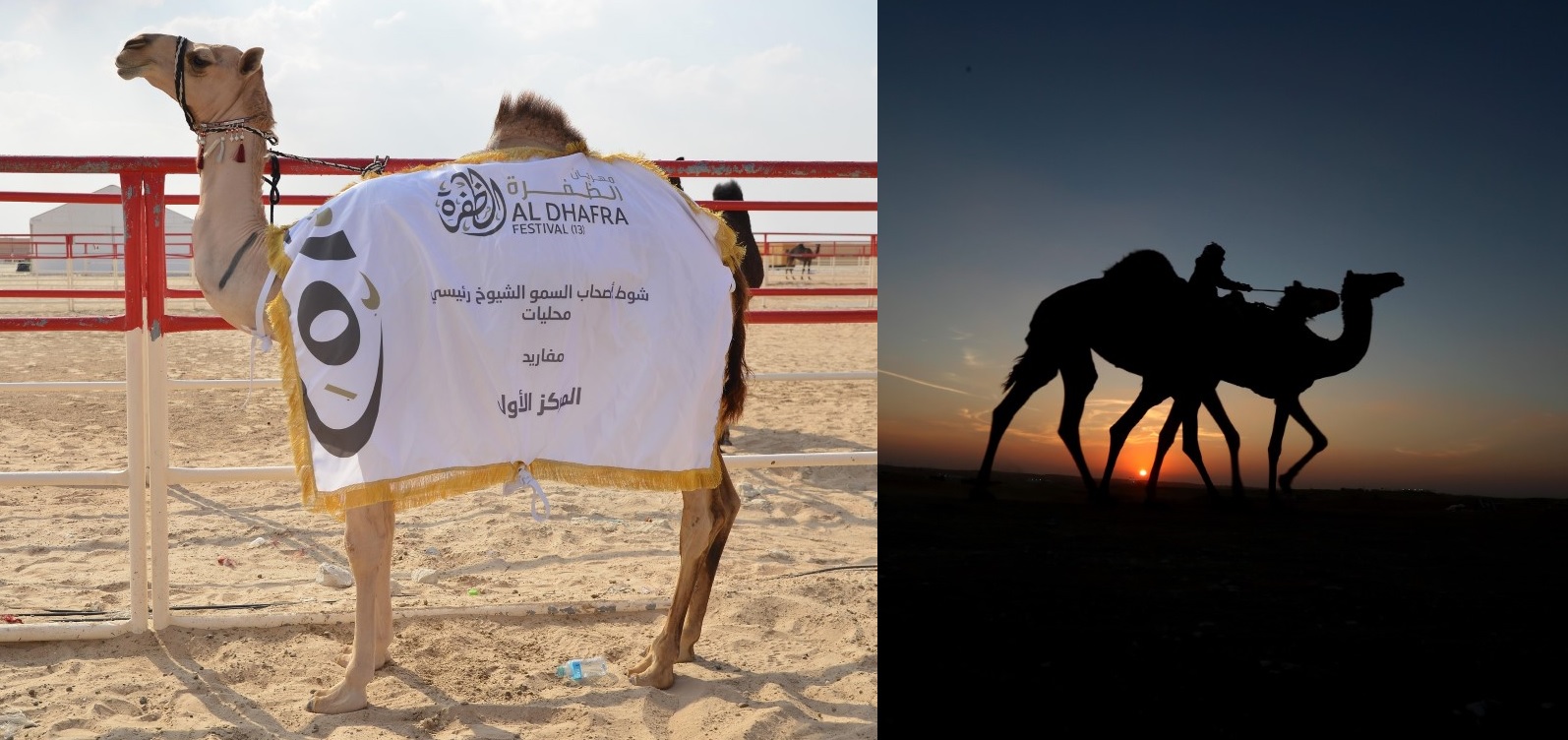 UAE's Al Dhafra Festival to begin this November 5 The Filipino Times