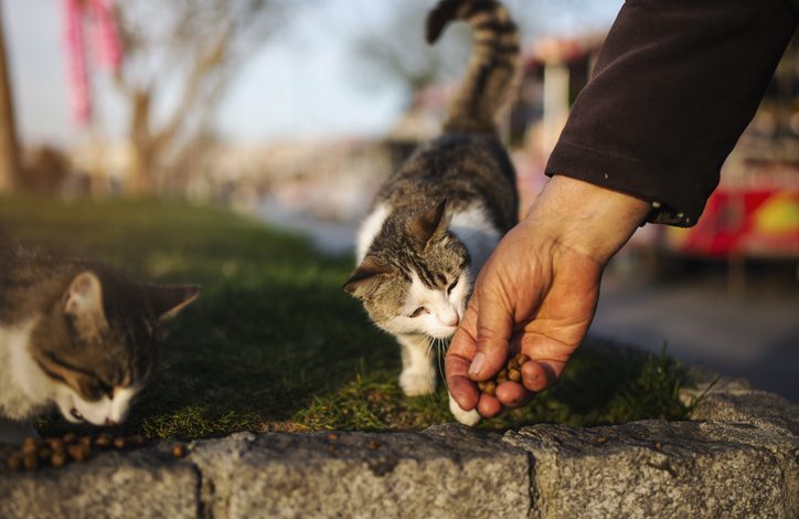 AED500 fine for residents of Dubai community feeding stray cats The