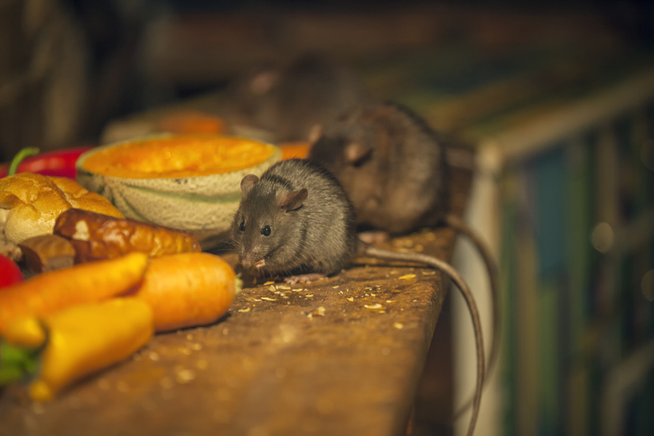 Residents In Myanmar’s Slums Eat Rats To Survive Hunger Following 