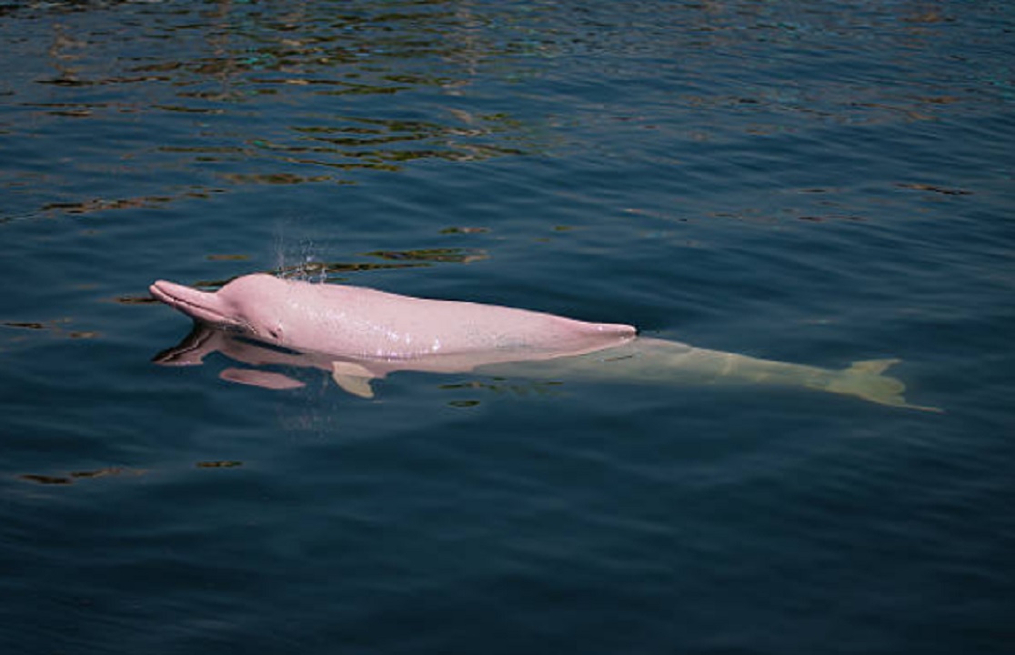pink dolphin
