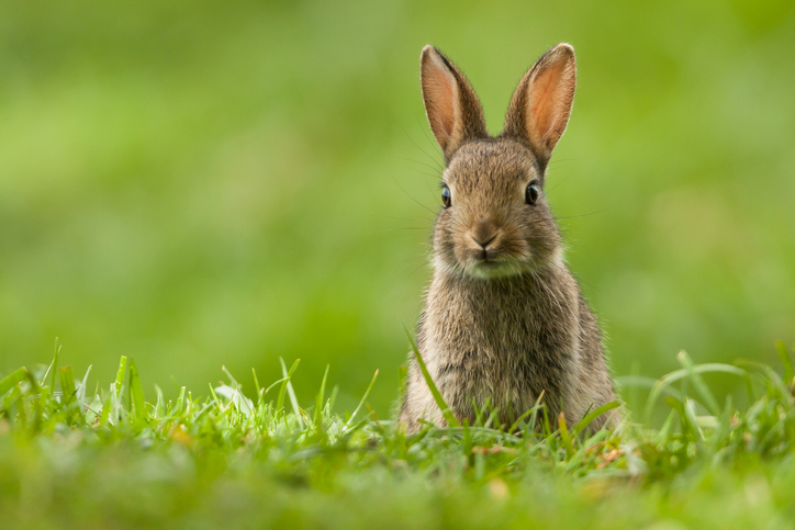 Filipino family turns to rabbit meat as cheaper alternative - The ...