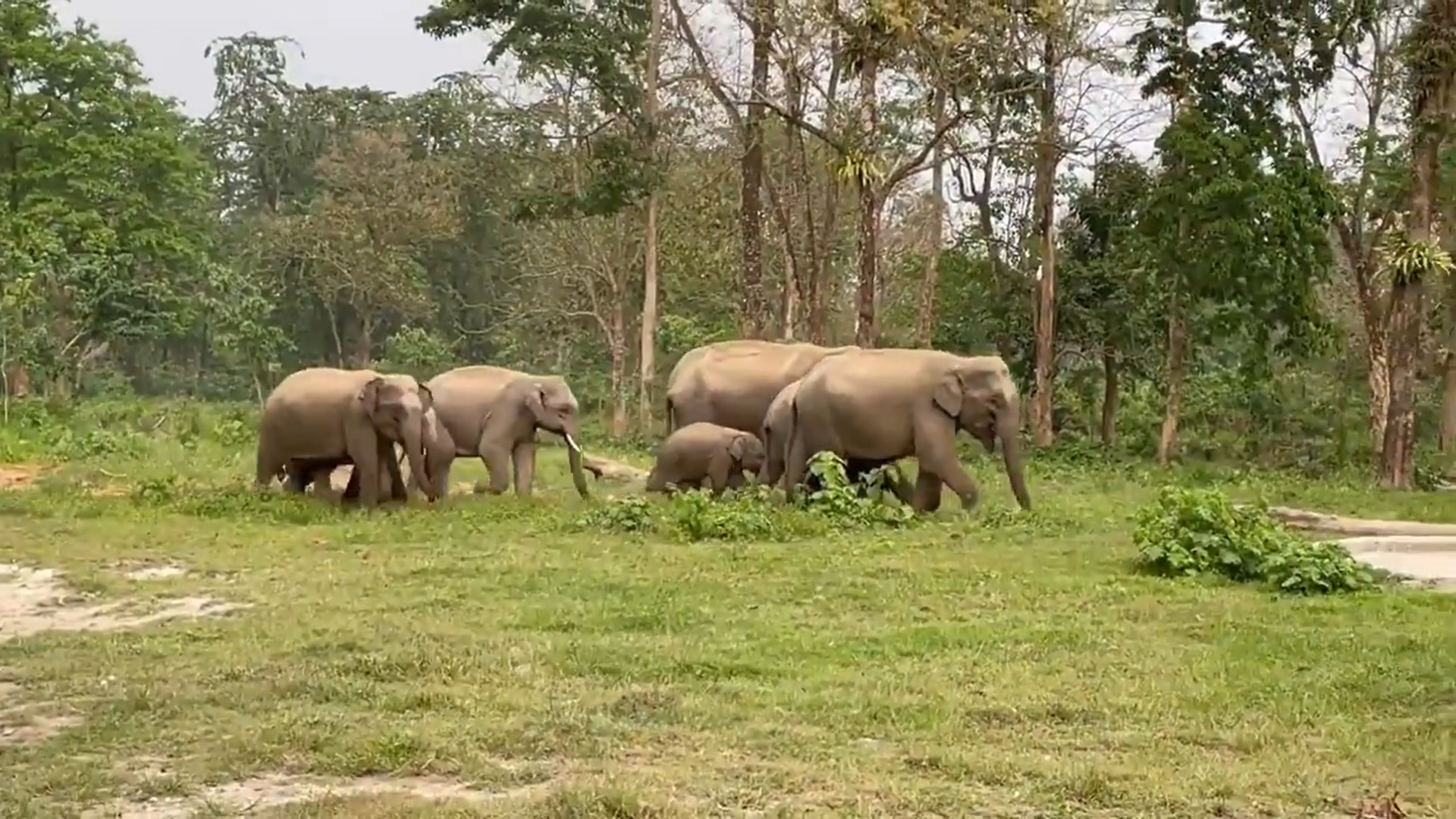 WATCH 'Big fat family' of elephants on morning walk catches attention