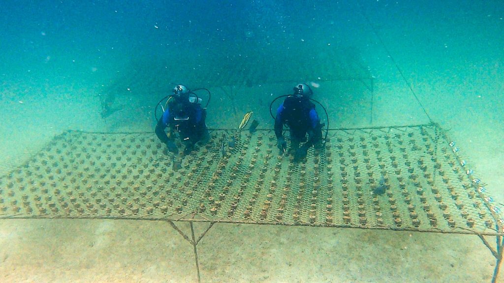 Sheikh Hamdan bin Zayed launches largest Coral Reef Rehabilitation