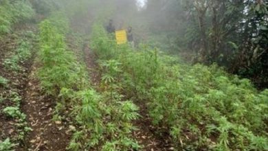 Marijuana Plantation Benguet