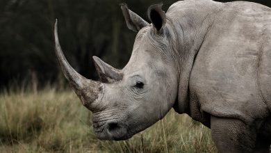 Rhino UAE