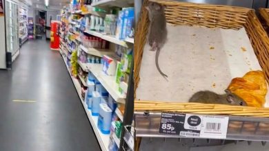 AnthonyMitson Instagram Sainsburys bakery rats