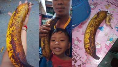 Big Banana PIO Asingan Pangasinan
