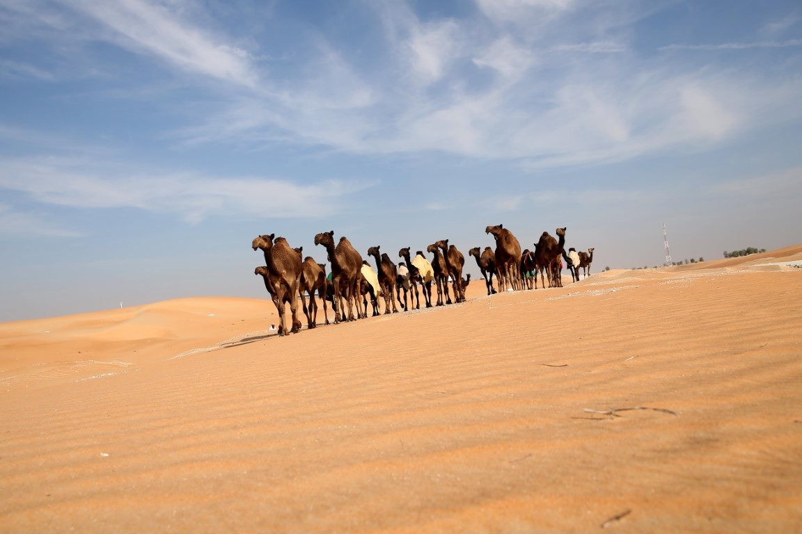 Al Dhafra Festival 1