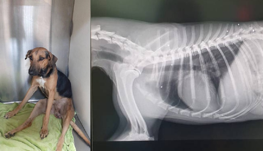 Fourhour operation in Abu Dhabi helps dog survive from 11 gunshots