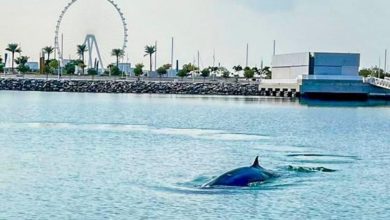 Whale Hamdan bin Mohammed