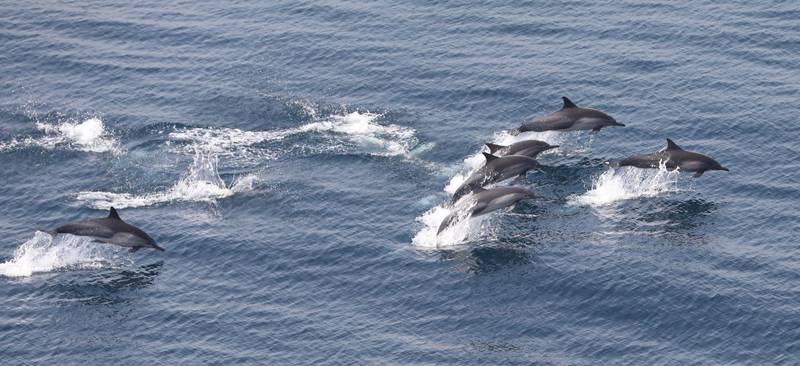 Fujairah Environment Authority Rough toothed dolphin 1