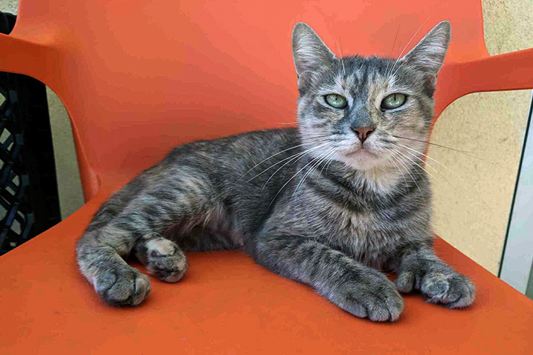 Two penalized for robbing woman of AED 7,000 after they lured her to