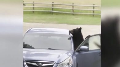Bear in car america
