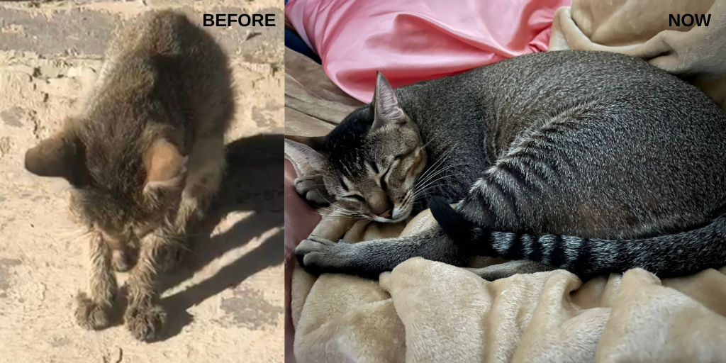 Pinay in Dubai fosters abandoned cats, now owns 17 fur babies The