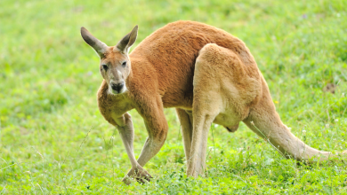TFT kangarooOO