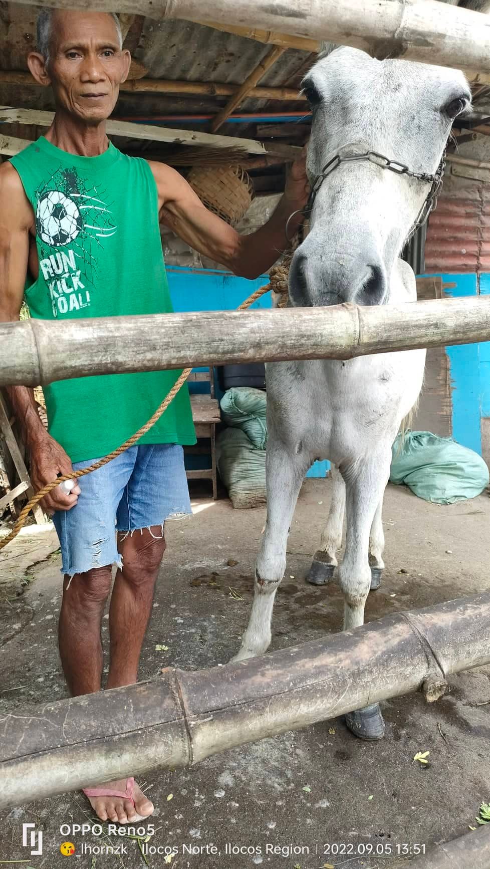 horse