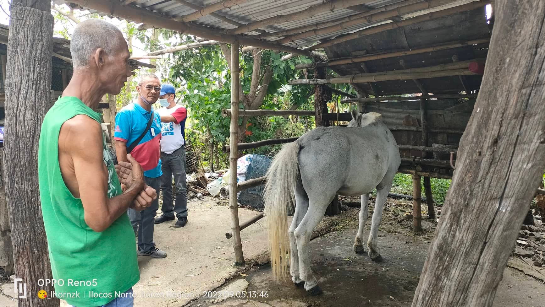 horse2